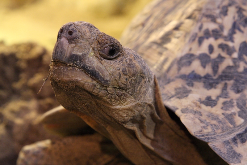 Želva pardálí, foto (c) Archiv Zoo Praha